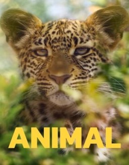 Animal online For free