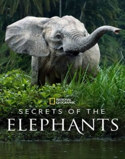 Secrets of the Elephants online